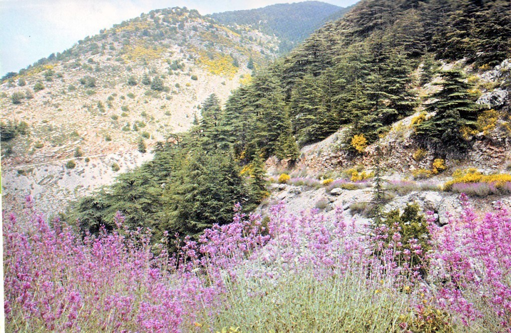 Soutien de plante en monde Moutik Garden: 6 Tier 7 Liban