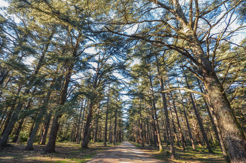 Walk in the heart of the Forest of the Cedars of God, in North